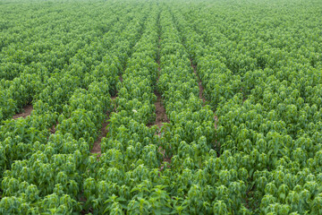 Green mint plants grow at vegetable garden © zhikun sun