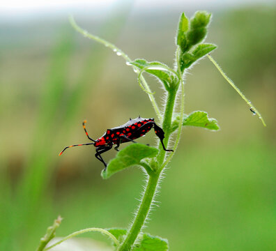 Red spotted bug on a vine