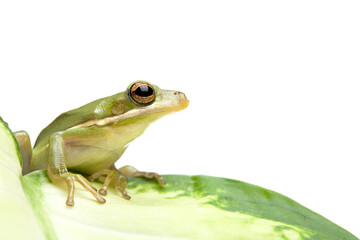 tree frog sitting on a leaf, isolated on white. macro with limited depth of field.
