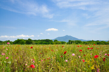 コスモス畑と筑波山
