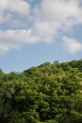 clouds over the forest