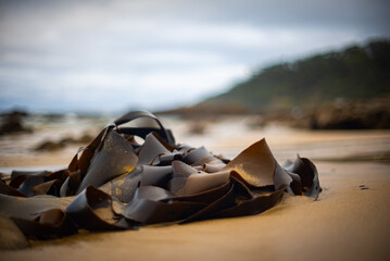 Kelp on a beach in Cape Otway National Park