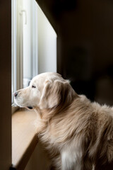 Golden Retriever dutifully waits for the owners and looks out the window
