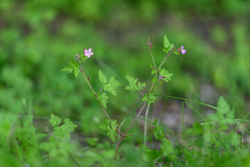 Pink small flower smelly quality.