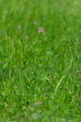 Pink flower of a meadow plant.