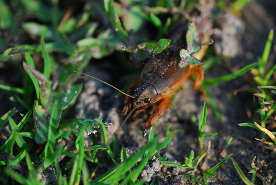 Mole cricket (Gryllotalpa gryllotalpa) on ground