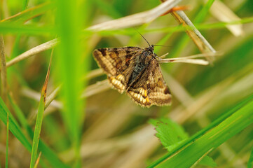 Dingy skipper (Erynnis tages) on glassblade
