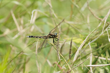 草原のトンボ