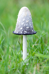 Shaggy inkcap (Coprinus comatus) on grassland in the UK