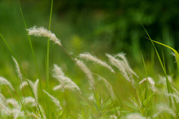 ふわふわと風に揺れるチガヤ