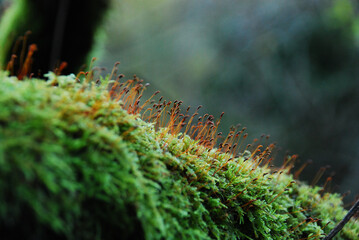 moss (Sphagnum sp) on a tree trunk