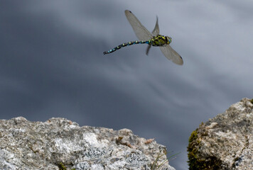 Common hawker in flight