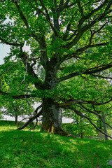 A big old oak in naturereserv Lekeberg Sweden