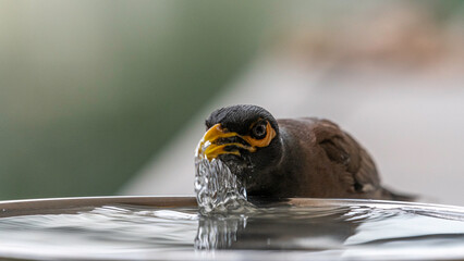 Isolated extreme close up portrait of a single mature common/ Indian myna bird drinking cold water during a hot summer day in its domestic surroundings- Rehovot Israel
