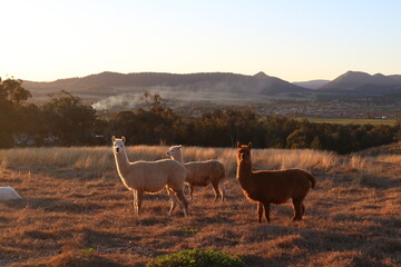 Alpacas in Australian countryside during golden hour. Location: Kootingal, NSW, Australia.