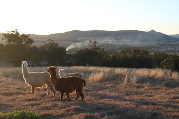 Alpacas Australian Countryside During Golden