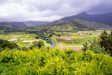 Photo of the lush Hanalei valley and hillside from a roadside lookout.