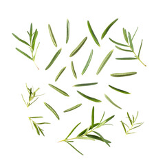 Rosemary on transparent png