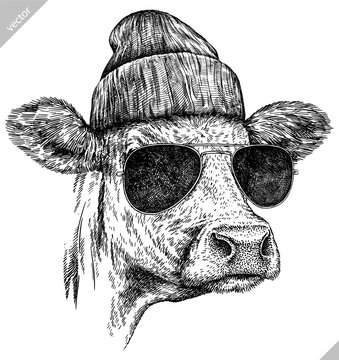 Vintage engraving isolated cow set glasses dressed fashion illustration ink sketch. Farm bull background beef animal silhouette sunglasses hipster hat art. Black and white hand drawn vector image