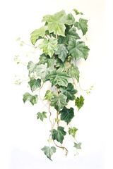 Fototapeta premium Ivy plant flower, Botanical guide illustration, lithograph print, floral print, leaves, isolated, herb, nature