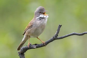 Whitethroat sings on a tree branch