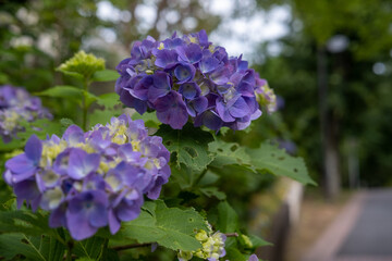 紫陽花