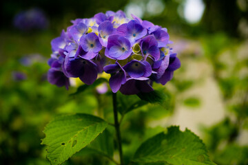 紫陽花