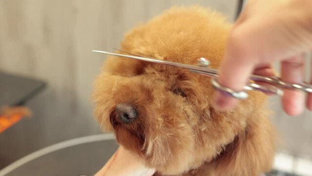 Women's hands cut the bangs of a dog with thinning scissors in a pet grooming salon. A golden poodle dutifully sits on a haircut in a grooming salon.