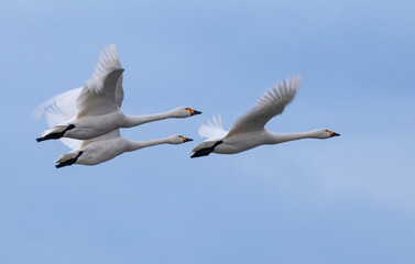 大空に飛び立つ白鳥たち