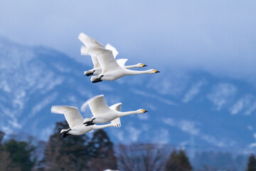 大空に飛び立つ白鳥たち