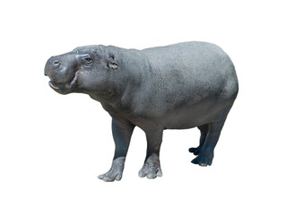 Fototapeta na wymiar pygmy hippopotamus isolated on white background