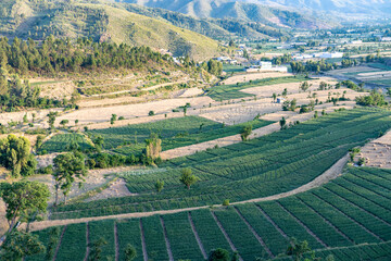 A stunning beautiful green fields of crops view at sunset at swat valley of Pakistan