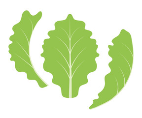 Soft green lettuce leaves. Leafy vegetables, natural products.
