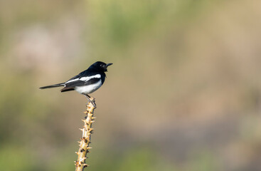 Oriental magpie-robin (Copsychus saularis) bird portrait 