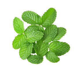 mint leaves isolated on transparent png © sommai