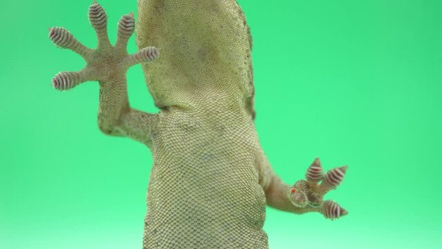 壁に張り付き、登って行くヤモリ