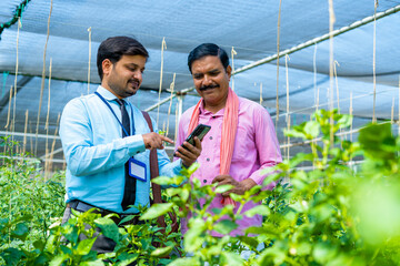 Banker or officer explaining crop growth on mobile phone to farmer at greenhouse from application.