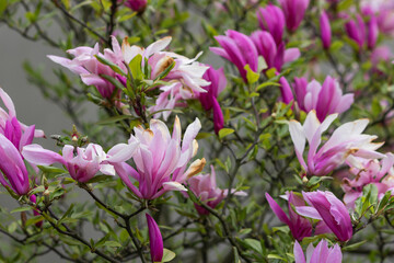 Blossom tree of pink magnolia liliflora Nigra in spring park. Multi-stemmed ornamental shrub with...