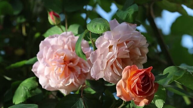 Slow motion video of a serene and relaxing cottage garden scene showing beautiful english roses in summer sunshine.
