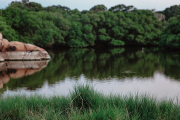 lake in the forest