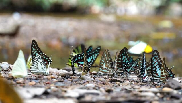 Group of colorful butterfly on the ground and flying in nature forest. Kaeng Krachan national park, Thailand.