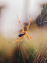 spider on the web