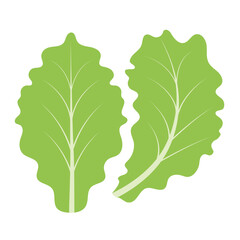 Green lettuce leaves. Leafy vegetables, natural products.
