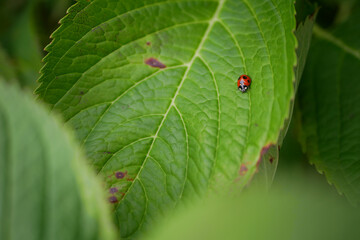てんとう虫　テントウムシ　Ladybug　Coccinelle