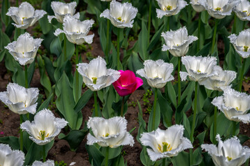 Close-Up View of a Field of White Tulips with a Striking Pink Centerpiece
