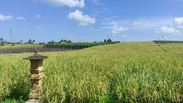 The beauty of the lush rice fields in Tabanan, Bali.