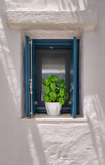 Flower pot with basil plant on window sill of whitewashed house in