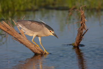 Black crowned Night Heron (Nycticorax nycticorax) is a successful frog and fish-catcher.