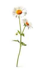 Daisy flower isolated on white background. Beautiful blooming plant. Generative AI