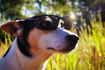 Hund mit Sonnenbrille 